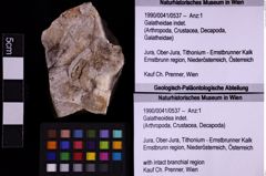 Foto (Objekt + Etiketten) von Galatheoidea indet. (NHMW-GEO-1990-0041-0537)